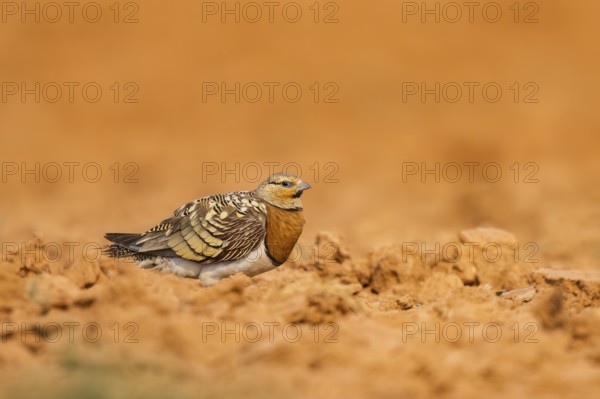 Pin-tailed Sandgrouse (Pterocles alchata) on a farmers field, Belchite, Aragon, Saragossa, Spain