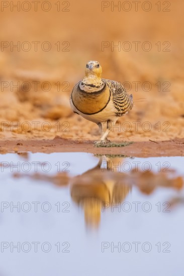 Pin-tailed Sandgrouse (Pterocles alchata) on a farmers field at a water pool, Belchite, Aragon, Saragossa, Spain