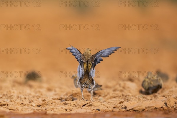 Pin-tailed Sandgrouse (Pterocles alchata) flying on a farmers field at a water pool, Belchite, Aragon, Saragossa, Spain
