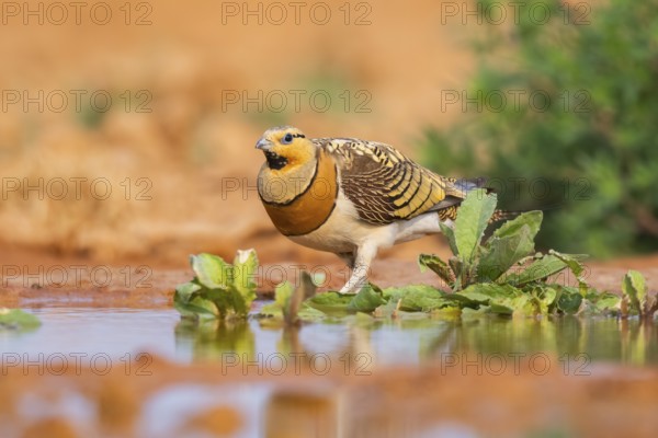 Pin-tailed Sandgrouse (Pterocles alchata) on a farmers field at a water pool, Belchite, Aragon, Saragossa, Spain
