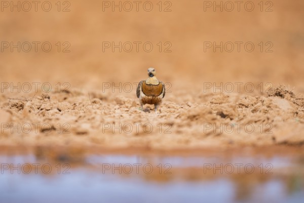 Pin-tailed Sandgrouse (Pterocles alchata) on a farmers field at a water pool, Belchite, Aragon, Saragossa, Spain