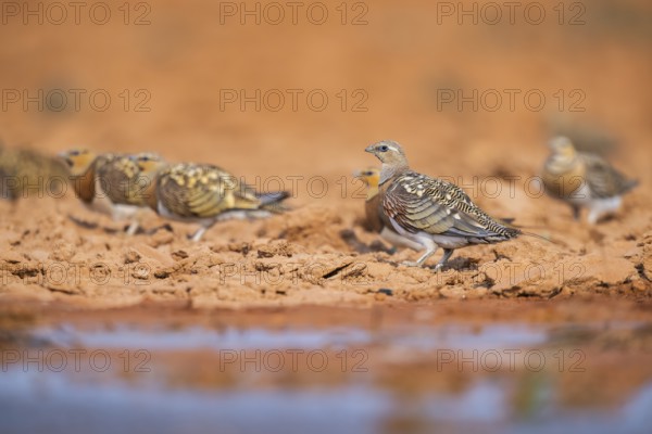 Pin-tailed Sandgrouse (Pterocles alchata) on a farmers field at a water pool, Belchite, Aragon, Saragossa, Spain