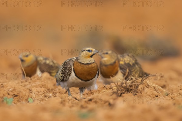 Pin-tailed Sandgrouse (Pterocles alchata) on a farmers field, Belchite, Aragon, Saragossa, Spain