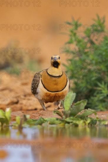 Pin-tailed Sandgrouse (Pterocles alchata) on a farmers field at a water pool, Belchite, Aragon, Saragossa, Spain