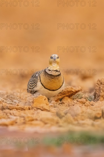 Pin-tailed Sandgrouse (Pterocles alchata) on a farmers field, Belchite, Aragon, Saragossa, Spain