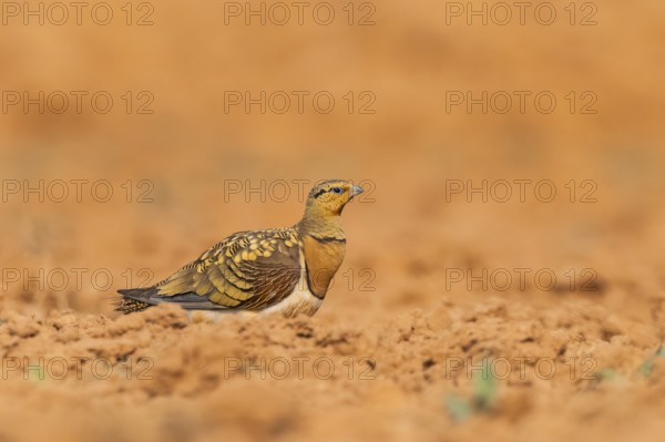 Pin-tailed Sandgrouse (Pterocles alchata) on a farmers field, Belchite, Aragon, Saragossa, Spain