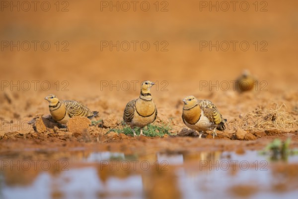 Pin-tailed Sandgrouse (Pterocles alchata) on a farmers field at a water pool, Belchite, Aragon, Saragossa, Spain