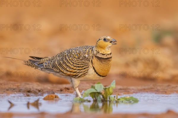 Pin-tailed Sandgrouse (Pterocles alchata) on a farmers field at a water pool, Belchite, Aragon, Saragossa, Spain