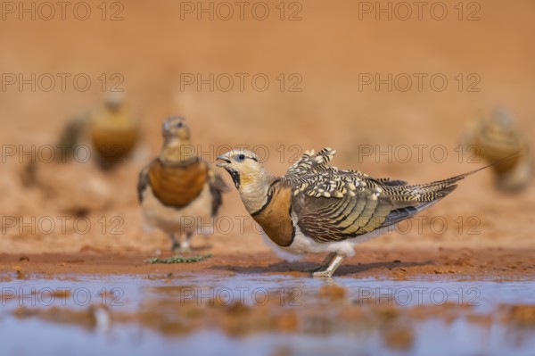 Pin-tailed Sandgrouse (Pterocles alchata) on a farmers field drinking at a water pool, Belchite, Aragon, Saragossa, Spain