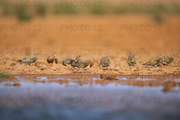 Pin-tailed Sandgrouse (Pterocles alchata) on a farmers field at a water pool, Belchite, Aragon, Saragossa, Spain