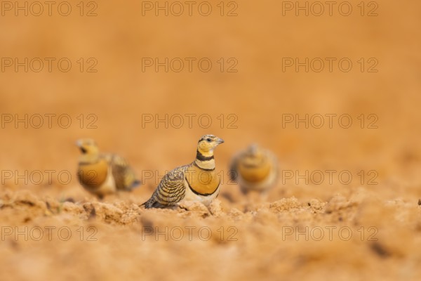 Pin-tailed Sandgrouse (Pterocles alchata) on a farmers field, Belchite, Aragon, Saragossa, Spain
