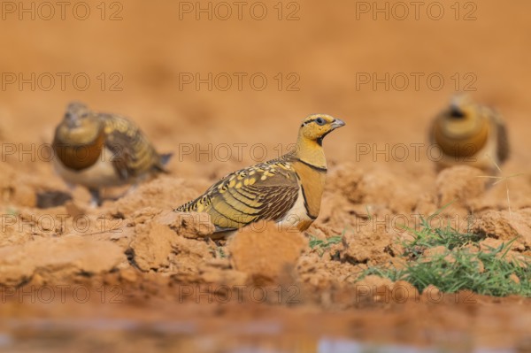 Pin-tailed Sandgrouse (Pterocles alchata) on a farmers field, Belchite, Aragon, Saragossa, Spain