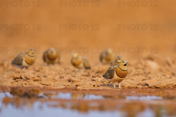 Pin-tailed Sandgrouse (Pterocles alchata) on a farmers field at a water pool, Belchite, Aragon, Saragossa, Spain