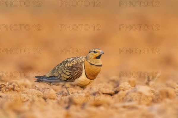 Pin-tailed Sandgrouse (Pterocles alchata) on a farmers field, Belchite, Aragon, Saragossa, Spain
