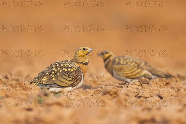 Pin-tailed Sandgrouse (Pterocles alchata) on a farmers field, Belchite, Aragon, Saragossa, Spain