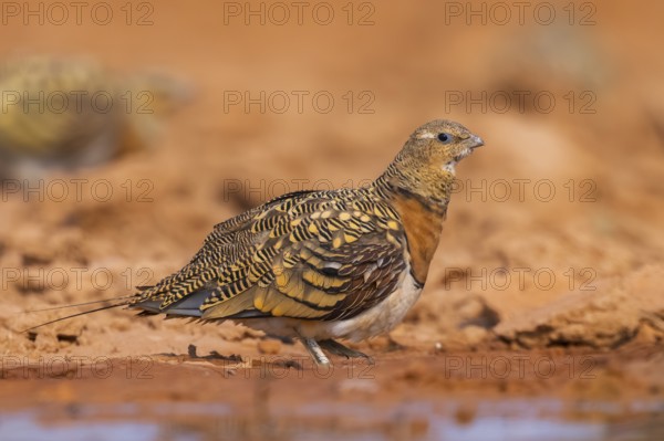 Pin-tailed Sandgrouse (Pterocles alchata) on a farmers field at a water pool, Belchite, Aragon, Saragossa, Spain