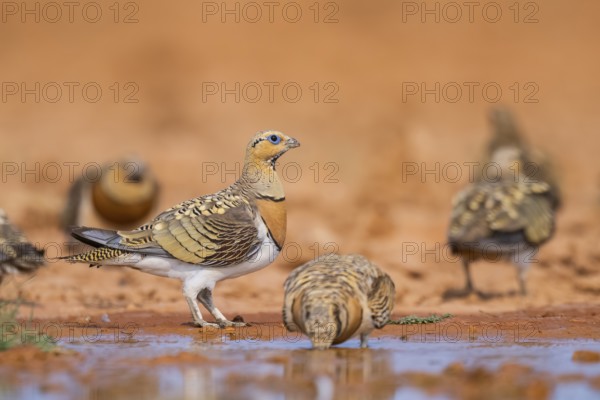 Pin-tailed Sandgrouse (Pterocles alchata) on a farmers field drinking at a water pool, Belchite, Aragon, Saragossa, Spain