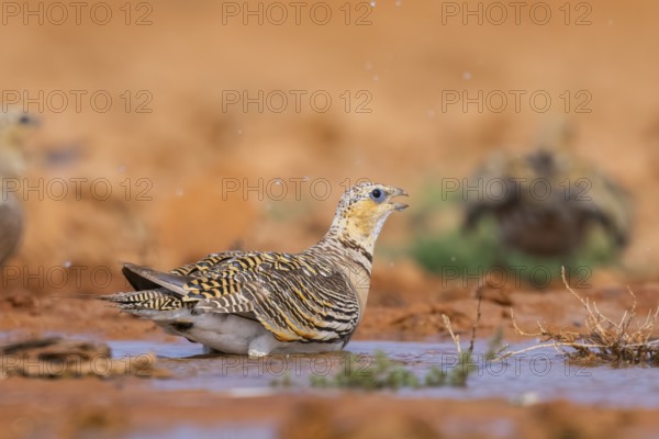 Pin-tailed Sandgrouse (Pterocles alchata) on a farmers field drinking at a water pool, Belchite, Aragon, Saragossa, Spain
