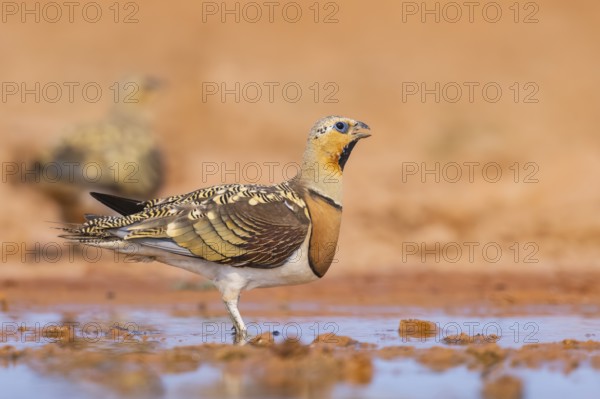 Pin-tailed Sandgrouse (Pterocles alchata) on a farmers field at a water pool, Belchite, Aragon, Saragossa, Spain