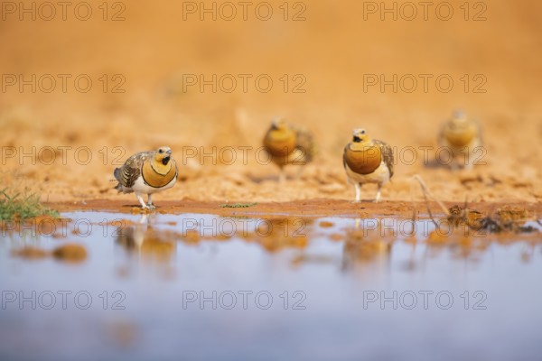 Pin-tailed Sandgrouse (Pterocles alchata) on a farmers field at a water pool, Belchite, Aragon, Saragossa, Spain