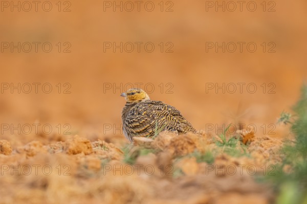 Pin-tailed Sandgrouse (Pterocles alchata) on a farmers field, Belchite, Aragon, Saragossa, Spain