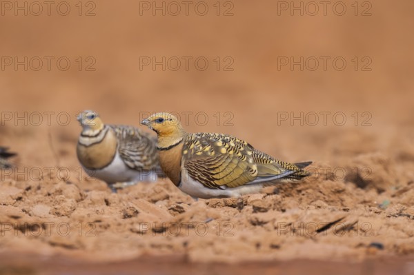 Pin-tailed Sandgrouse (Pterocles alchata) on a farmers field, Belchite, Aragon, Saragossa, Spain