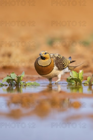 Pin-tailed Sandgrouse (Pterocles alchata) on a farmers field at a water pool, Belchite, Aragon, Saragossa, Spain