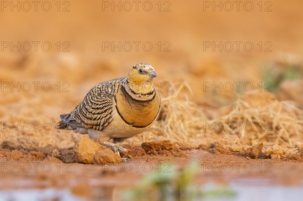 Pin-tailed Sandgrouse (Pterocles alchata) on a farmers field at a water pool, Belchite, Aragon, Saragossa, Spain