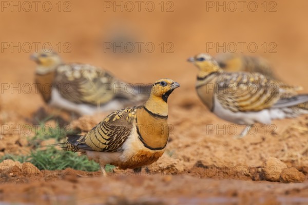 Pin-tailed Sandgrouse (Pterocles alchata) on a farmers field at a water pool, Belchite, Aragon, Saragossa, Spain