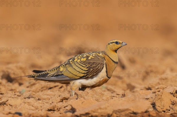 Pin-tailed Sandgrouse (Pterocles alchata) on a farmers field, Belchite, Aragon, Saragossa, Spain