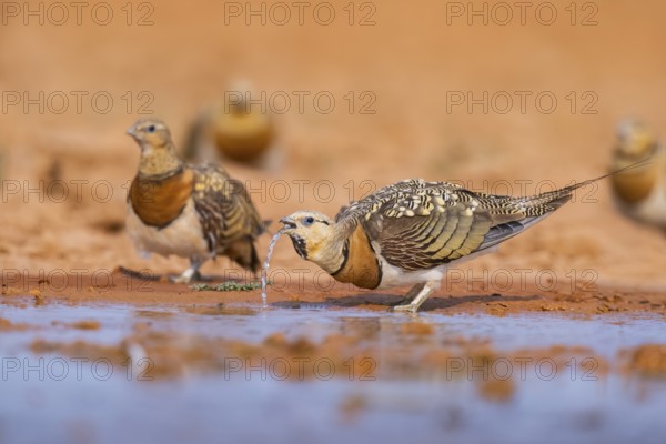 Pin-tailed Sandgrouse (Pterocles alchata) on a farmers field drinking at a water pool, Belchite, Aragon, Saragossa, Spain