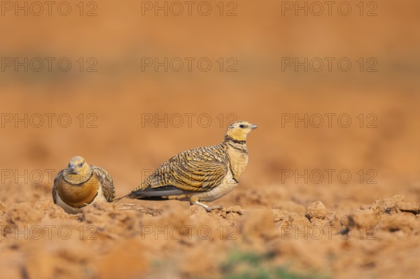 Pin-tailed Sandgrouse (Pterocles alchata) on a farmers field, Belchite, Aragon, Saragossa, Spain