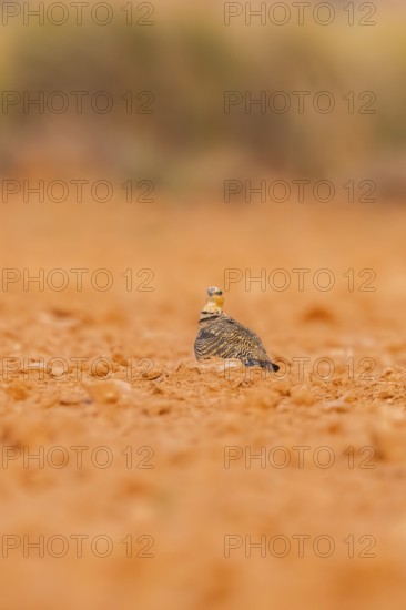 Pin-tailed Sandgrouse (Pterocles alchata) on a farmers field, Belchite, Aragon, Saragossa, Spain