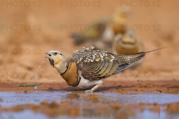 Pin-tailed Sandgrouse (Pterocles alchata) on a farmers field drinking at a water pool, Belchite, Aragon, Saragossa, Spain