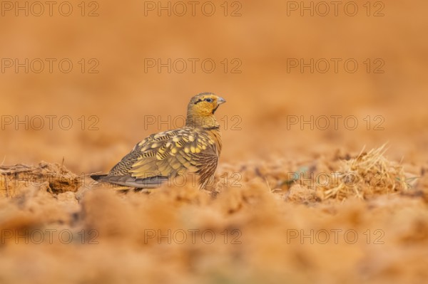 Pin-tailed Sandgrouse (Pterocles alchata) on a farmers field, Belchite, Aragon, Saragossa, Spain