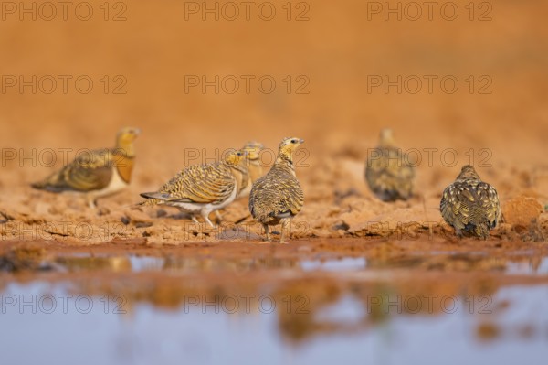 Pin-tailed Sandgrouse (Pterocles alchata) on a farmers field at a water pool, Belchite, Aragon, Saragossa, Spain