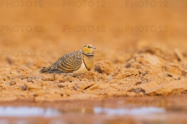 Pin-tailed Sandgrouse (Pterocles alchata) on a farmers field at a water pool, Belchite, Aragon, Saragossa, Spain