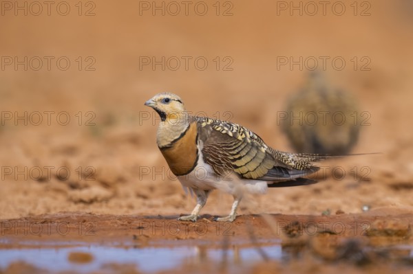 Pin-tailed Sandgrouse (Pterocles alchata) on a farmers field at a water pool, Belchite, Aragon, Saragossa, Spain