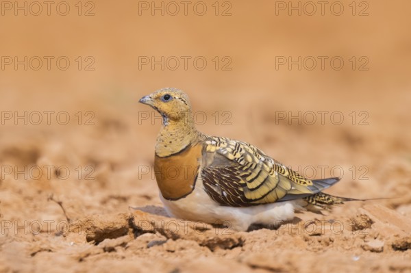 Pin-tailed Sandgrouse (Pterocles alchata) on a farmers field, Belchite, Aragon, Saragossa, Spain