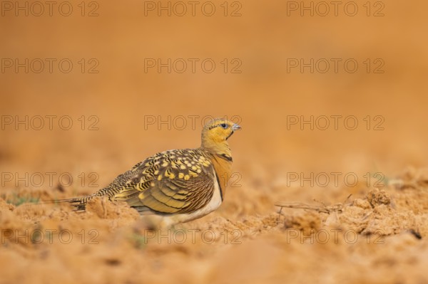 Pin-tailed Sandgrouse (Pterocles alchata) on a farmers field, Belchite, Aragon, Saragossa, Spain