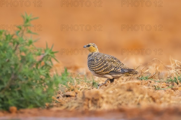 Pin-tailed Sandgrouse (Pterocles alchata) on a farmers field, Belchite, Aragon, Saragossa, Spain