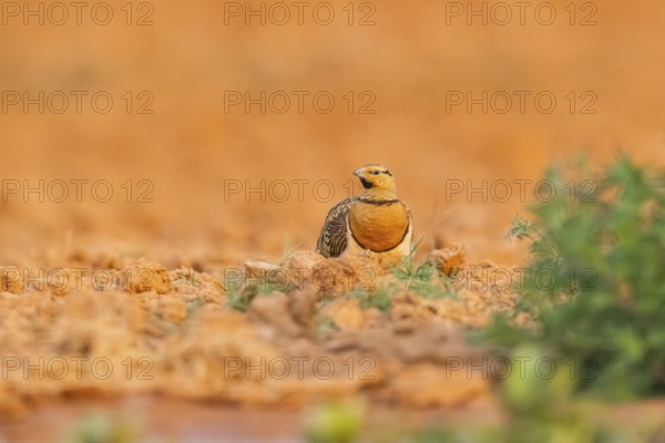 Pin-tailed Sandgrouse (Pterocles alchata) on a farmers field, Belchite, Aragon, Saragossa, Spain