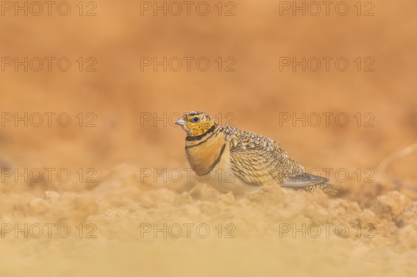 Pin-tailed Sandgrouse (Pterocles alchata) on a farmers field, Belchite, Aragon, Saragossa, Spain