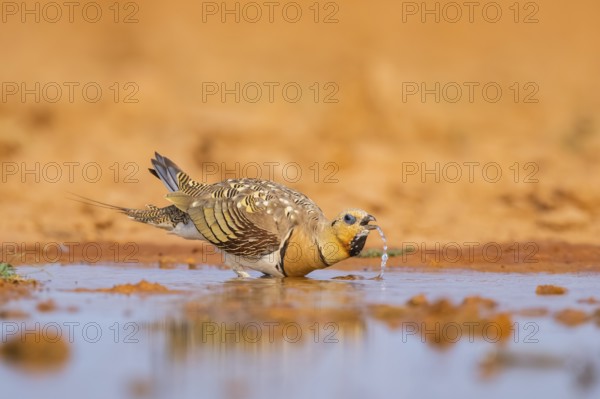 Pin-tailed Sandgrouse (Pterocles alchata) on a farmers field drinking at a water pool, Belchite, Aragon, Saragossa, Spain