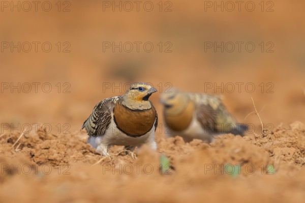 Pin-tailed Sandgrouse (Pterocles alchata) on a farmers field, Belchite, Aragon, Saragossa, Spain