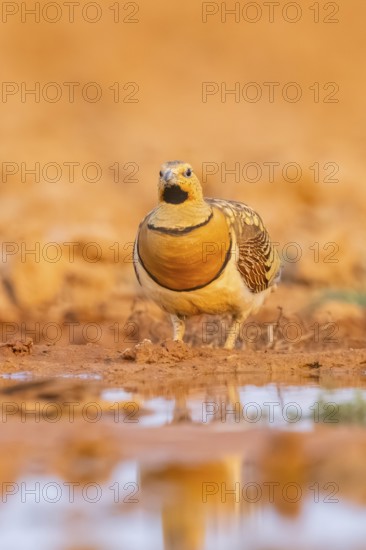 Pin-tailed Sandgrouse (Pterocles alchata) on a farmers field at a water pool, Belchite, Aragon, Saragossa, Spain