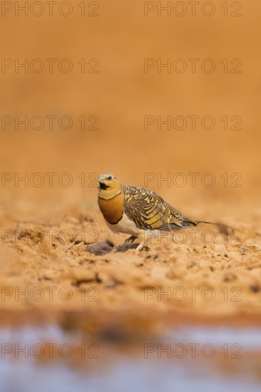 Pin-tailed Sandgrouse (Pterocles alchata) on a farmers field at a water pool, Belchite, Aragon, Saragossa, Spain