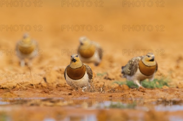 Pin-tailed Sandgrouse (Pterocles alchata) on a farmers field at a water pool, Belchite, Aragon, Saragossa, Spain