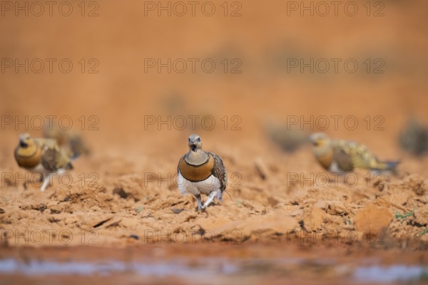 Pin-tailed Sandgrouse (Pterocles alchata) on a farmers field at a water pool, Belchite, Aragon, Saragossa, Spain