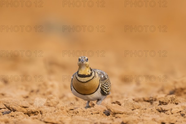 Pin-tailed Sandgrouse (Pterocles alchata) on a farmers field, Belchite, Aragon, Saragossa, Spain